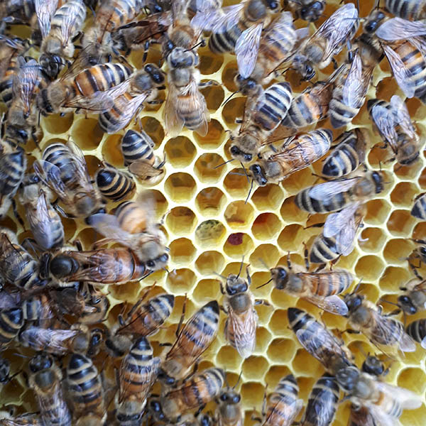 Van Ledden Ongediertebestrijding - Bijennest laten verwijderen - Bijen bestrijden (8)