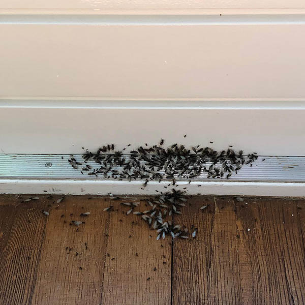 Van Ledden ongediertebestrijding - Mierenplaag - Bestrijden van mieren (14)