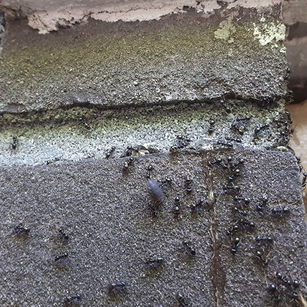 Van Ledden ongediertebestrijding - Mierenplaag - Bestrijden van mieren (2)