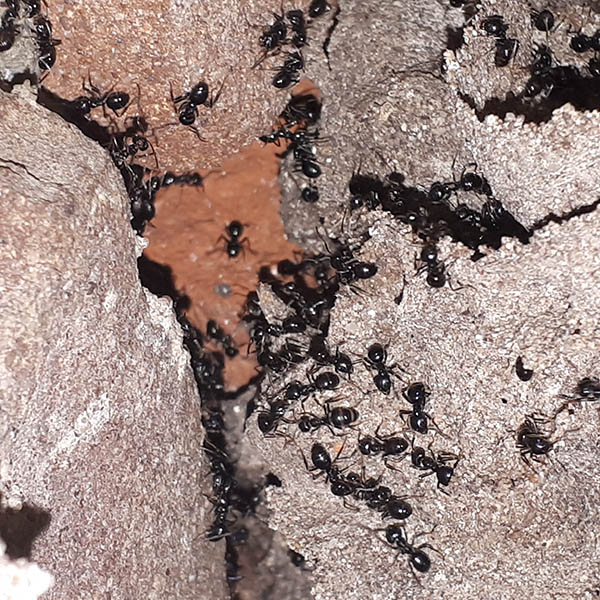 Van Ledden ongediertebestrijding - Mierenplaag - Bestrijden van mieren (5)