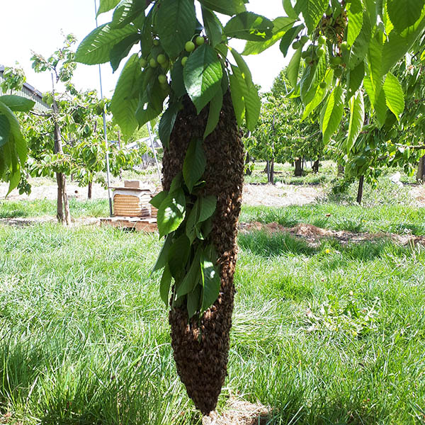Van Ledden Ongediertebestrijding - Bijennest laten verwijderen - Bijen bestrijden (18)