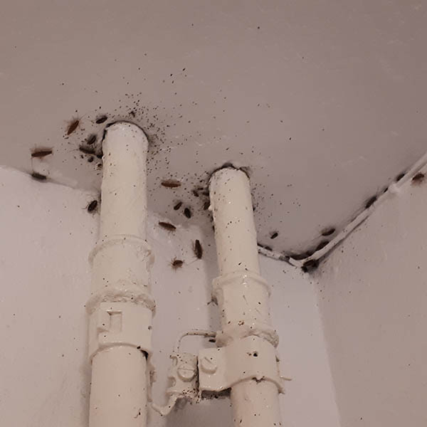 Van Ledden Ongediertebestrijding - Kakkerlakken bestrijden - Kakkerlakken in huis (4)