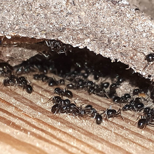 Van Ledden ongediertebestrijding - Mierenplaag - Bestrijden van mieren (16)