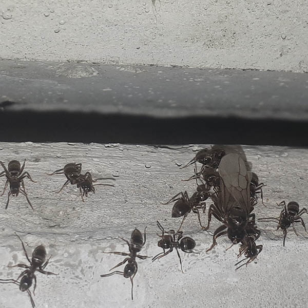Van Ledden ongediertebestrijding - Mierenplaag - Bestrijden van mieren (17)