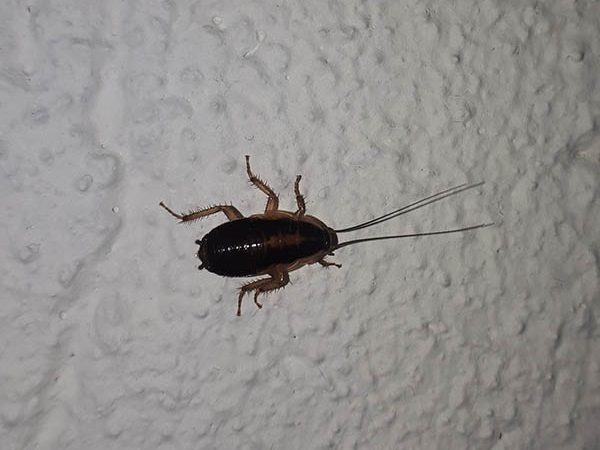Van Ledden Ongediertebestrijding - Kakkerlakken bestrijden - Kakkerlakken in huis (9)